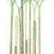 Illustration for article titled A Fossil Tropical Forest Is Helping Solve an Ancient Climate Mystery